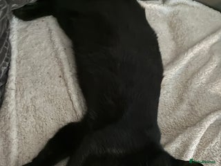 Mixed Breed cats Female cat - Advert 1