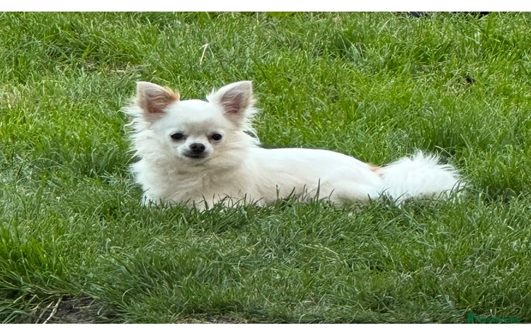 Chihuahua dogs - Advert 1