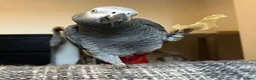 Parrots birds for sale: Highly Intelligent African Grey Parrots Available in Edinburgh - Advert 5