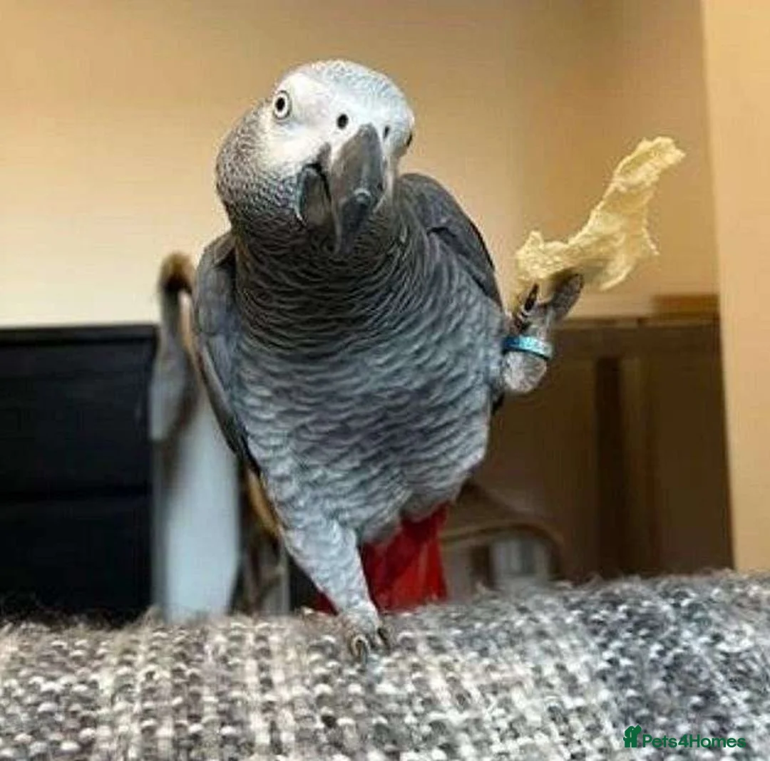 Parrots birds for sale: Highly Intelligent African Grey Parrots Available in Edinburgh - Advert 5