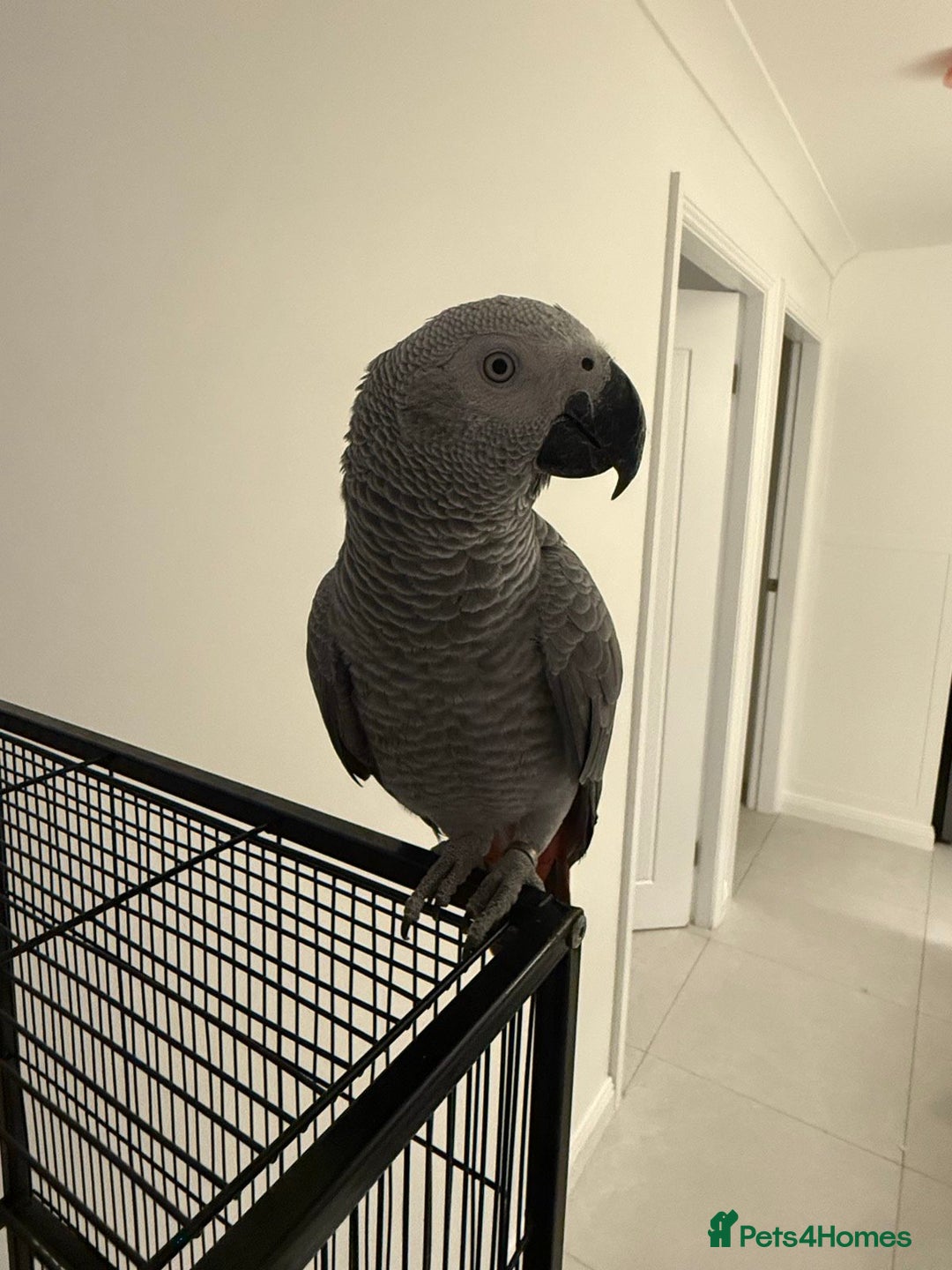 Parrots birds for sale: Lovely African Grey Parrots - Advert 4