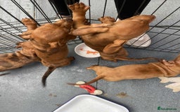 Dachshund dogs for sale: Gorgeous Dachshund Puppies  - Image 7