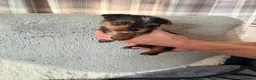 Yorkshire Terrier dogs for sale: Yorkshire terrier puppies  - Advert 5