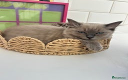 Ragdoll cats for sale: Ragdoll kittens ready to leave 6th August 🐱  - Image 6