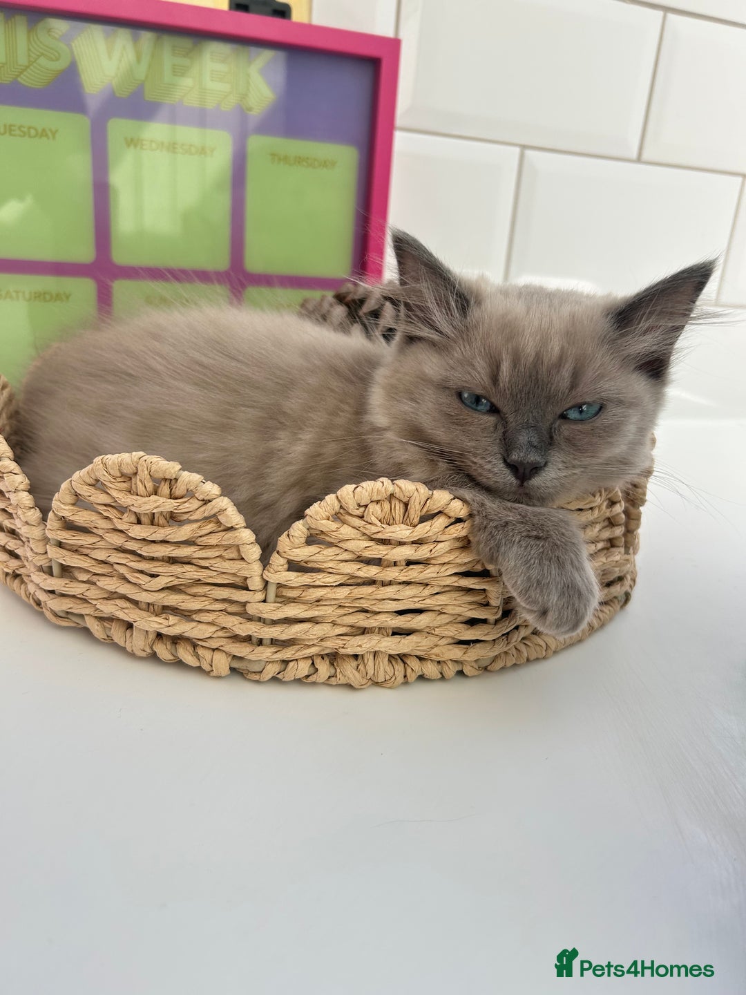 Ragdoll cats for sale: Ragdoll kittens ready to leave 6th August 🐱  - Image 6