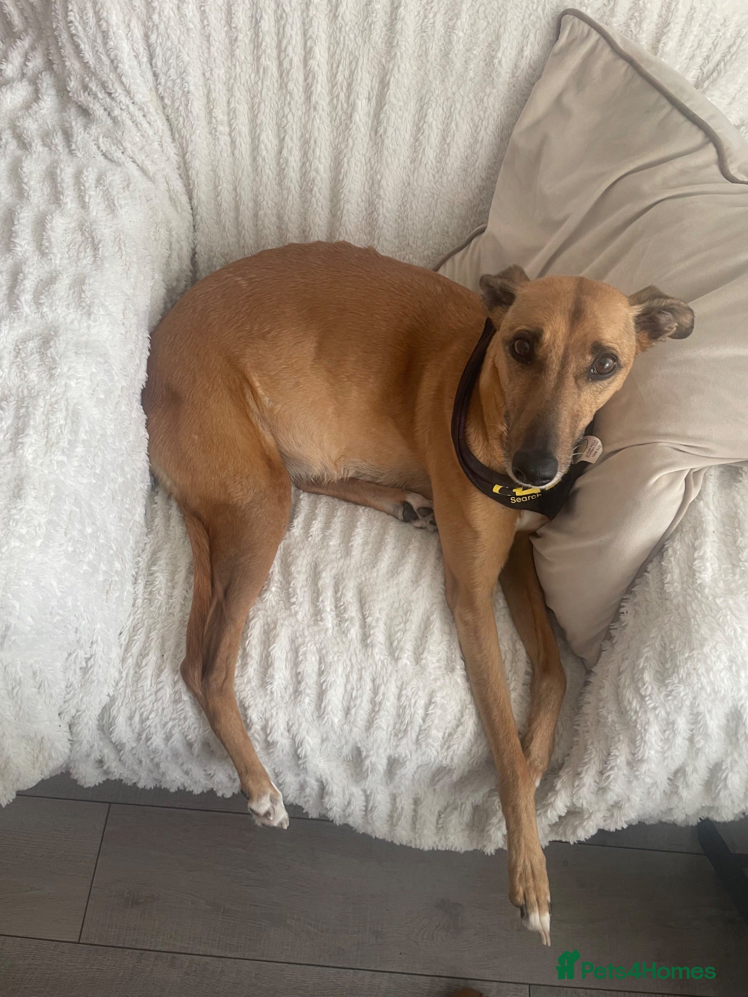 Mixed Breed dogs Whippet puppies for sale  - Advert 3