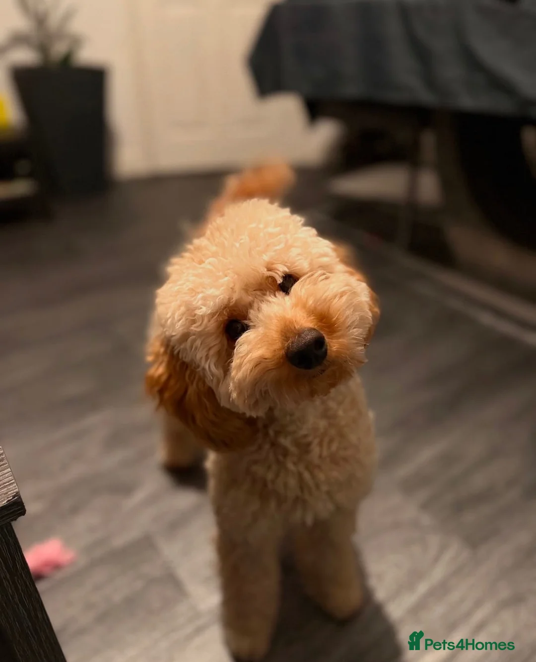 Mixed Breed dogs for sale: Havanese x Poochon mix pups in Birmingham - Advert 14