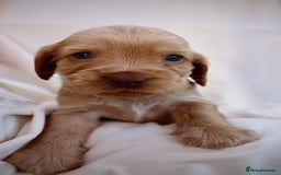 Cocker Spaniel dogs for sale: Beautiful family SHOW cocker spaniels LAST 2 - Image 26