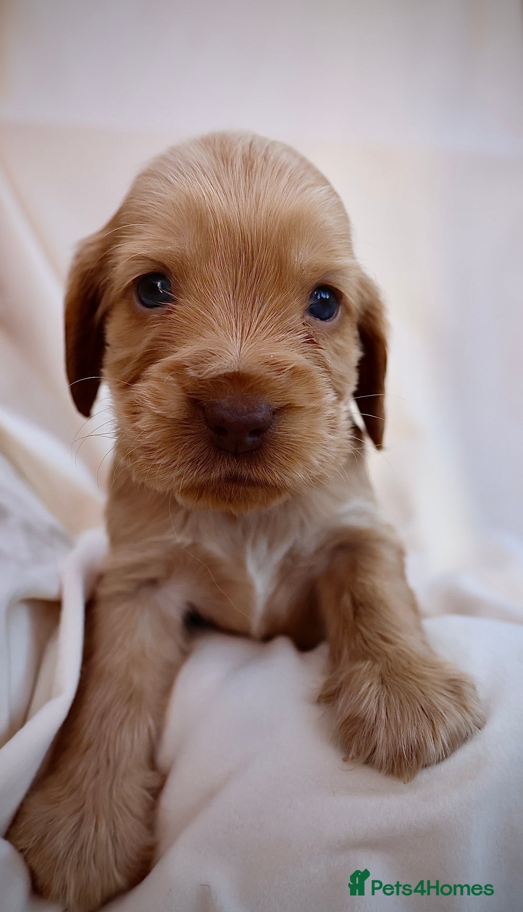 Cocker Spaniel dogs for sale: Beautiful family SHOW cocker spaniels LAST 2 - Image 26
