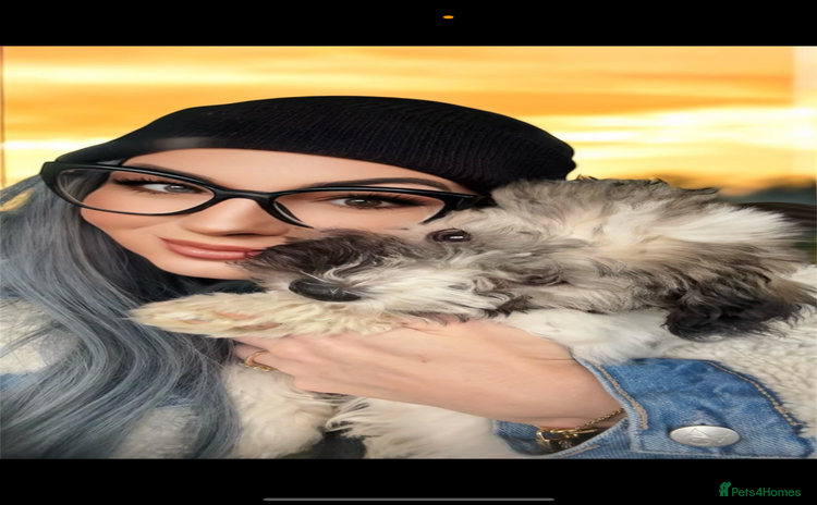 Bichon Frise dogs - Advert 1