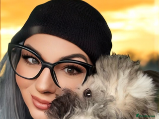 Bichon Frise dogs - Advert 1