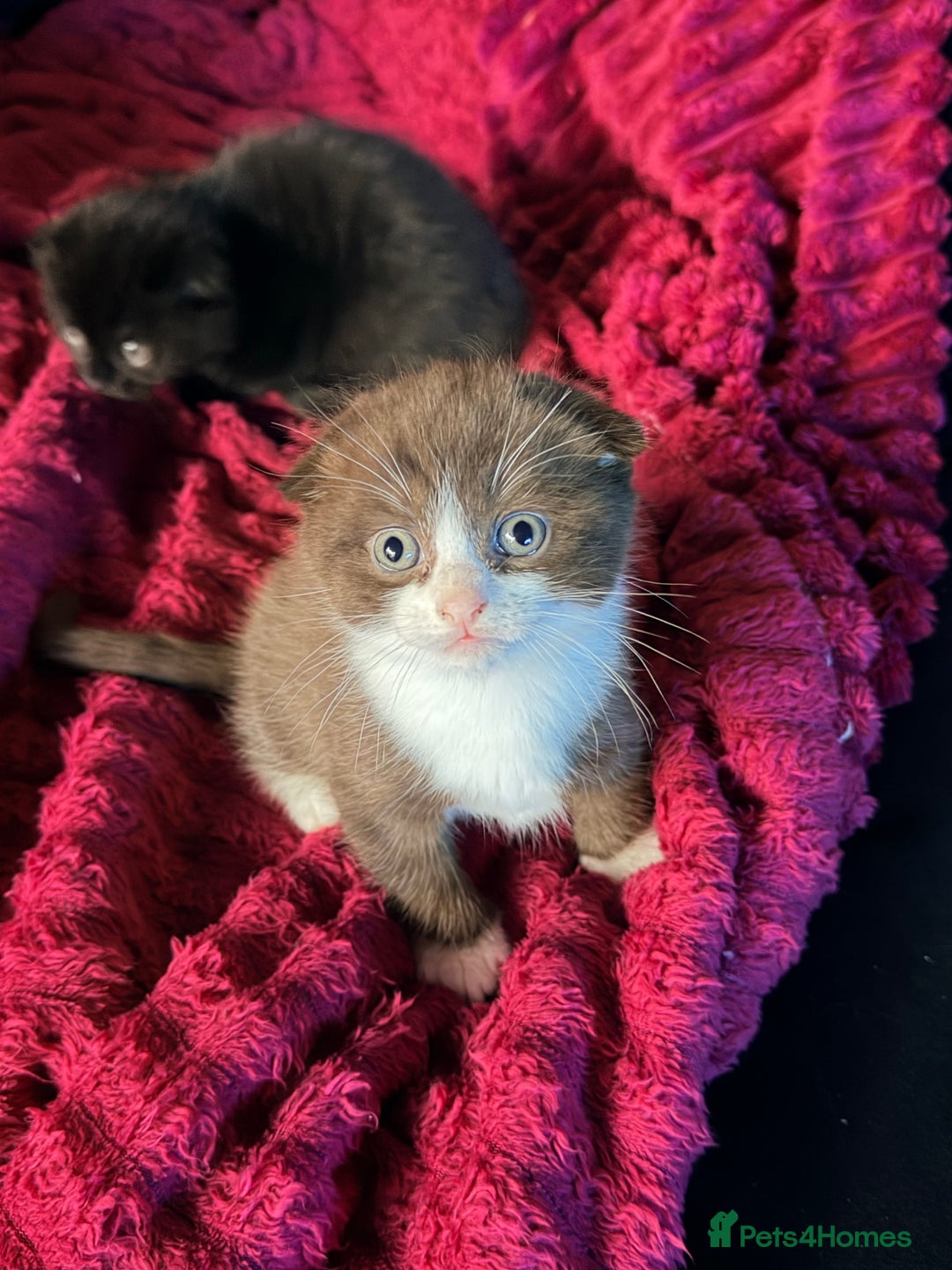 Scottish Fold cats for sale: Scottish Fold kittens  - Advert 11