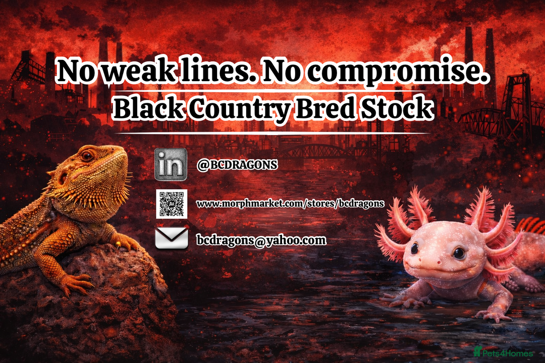 Axolotl reptiles for sale:  Baby Axolotls Ready to Reserve-UK Bred. - Advert 3