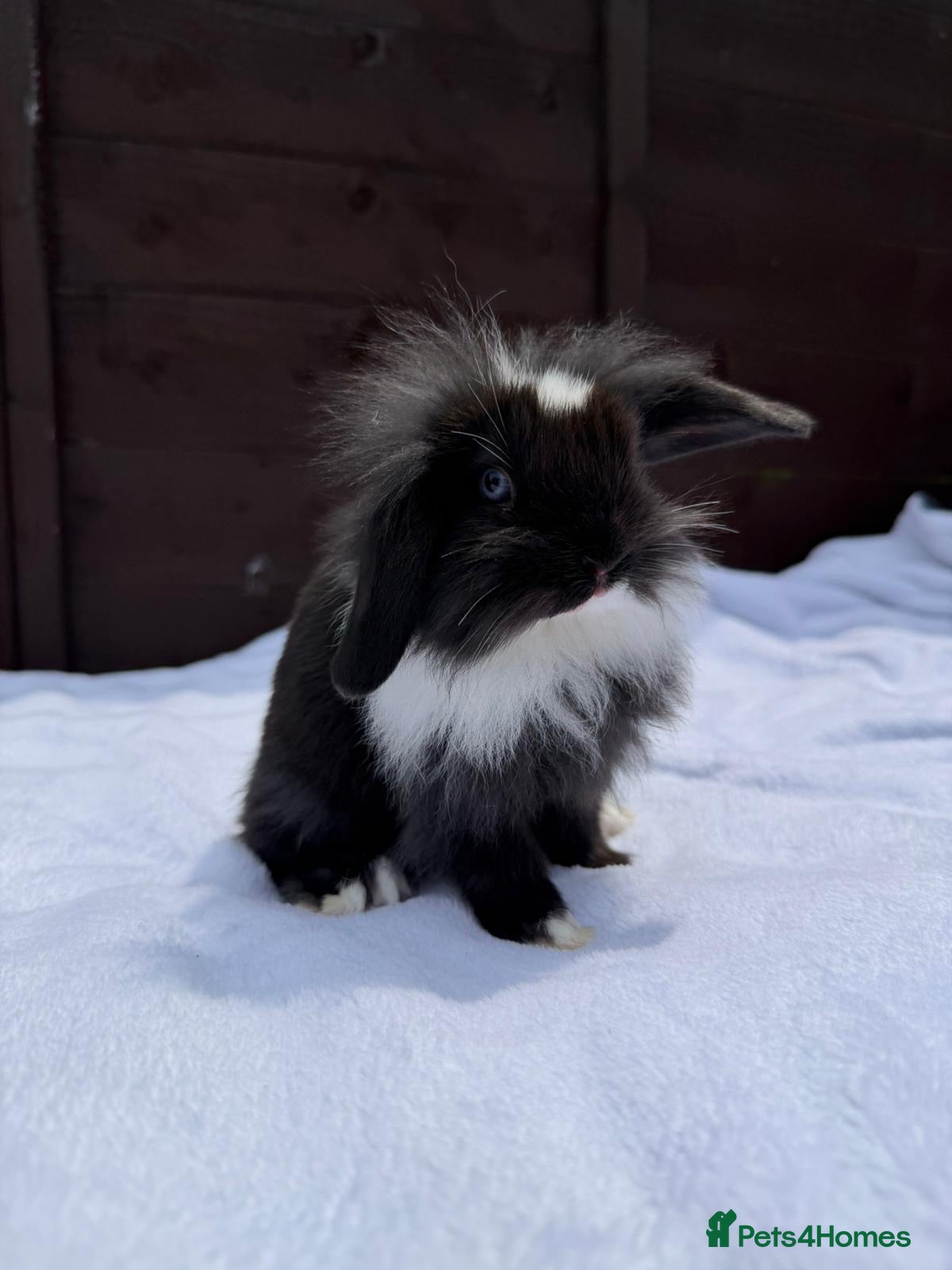 Mini Lop rabbits Beautiful mini lops **ready to reserve** - Advert 1