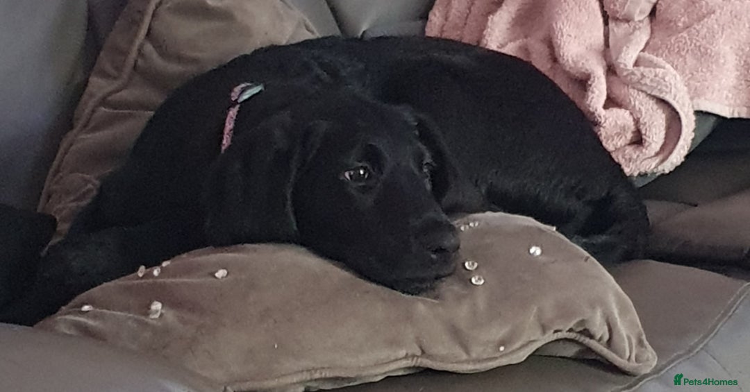 Labradoodle dogs for sale: Little girl Labradoodle  - Advert 10