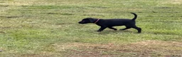 Labrador Retriever dogs for sale: 2 pedigree Labrador puppies - Advert 7