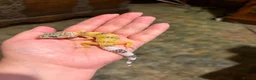 Leopard Gecko reptiles for sale: Leopard gecko babies  - Advert 3
