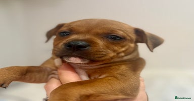 Staffordshire Bull Terrier dogs - Advert 36