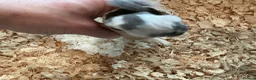 Mouse rodents for sale: Pied dormice ; grass striped mice  - Advert 15
