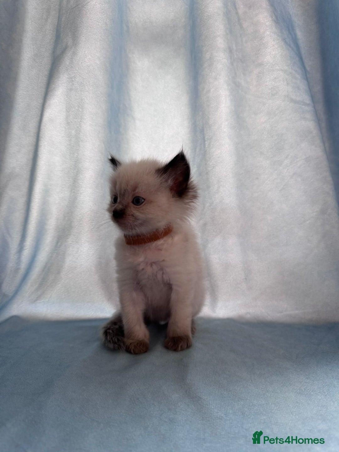 Ragdoll cats for sale: Loving Ragdoll Kittens  - Image 7