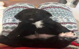 Goldador dogs for sale: Goldador x Labrottie Miniature Puppies for Sale - Advert 10