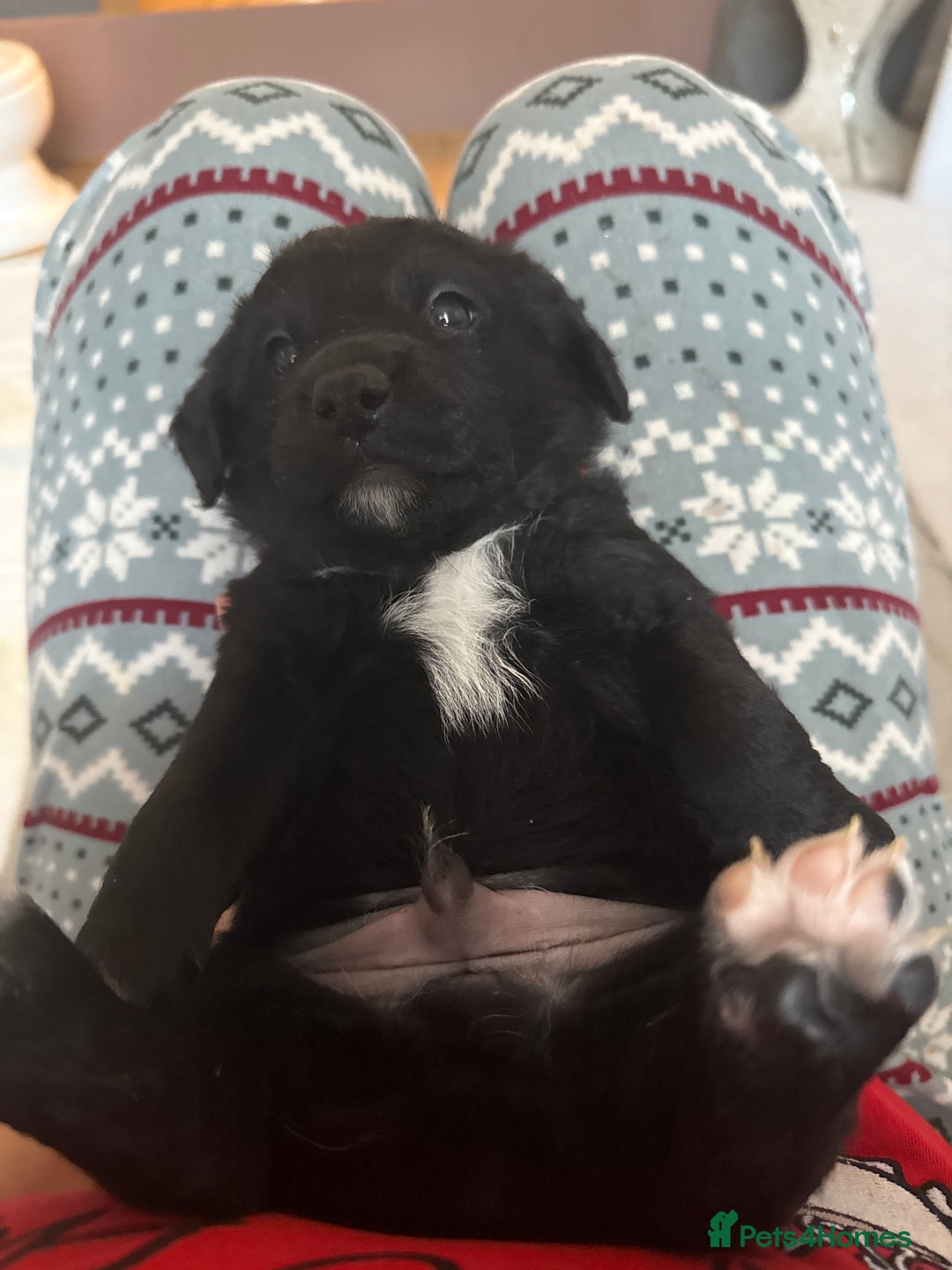 Goldador dogs for sale: Goldador x Labrottie Miniature Puppies for Sale - Advert 10