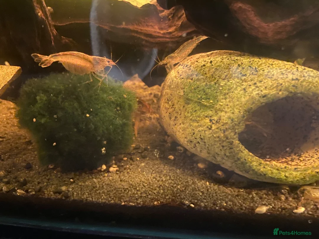Shrimps fish for sale: Bamboo and amano shrimp - Advert 1