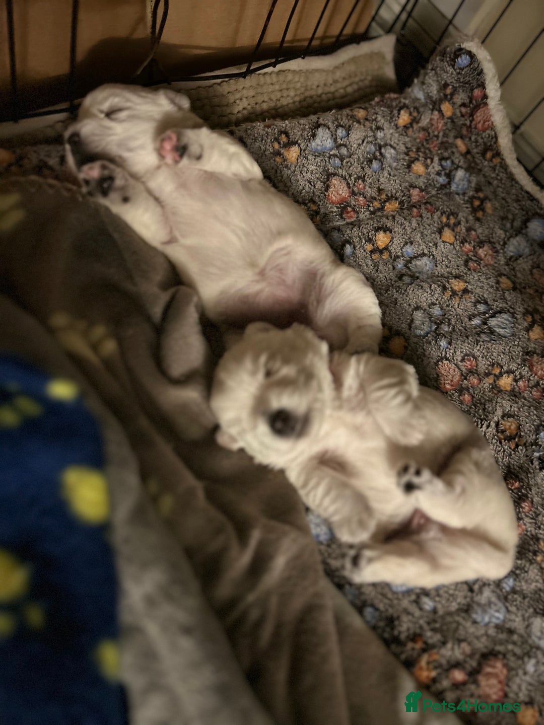 West Highland Terrier dogs for sale: Beautiful West Highland Terrier (Westie) Puppies  - Advert 5