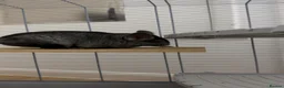 Chinchilla rodents for sale: Black Chinchilla for sale £150 🖤 in Wickford - Advert 4