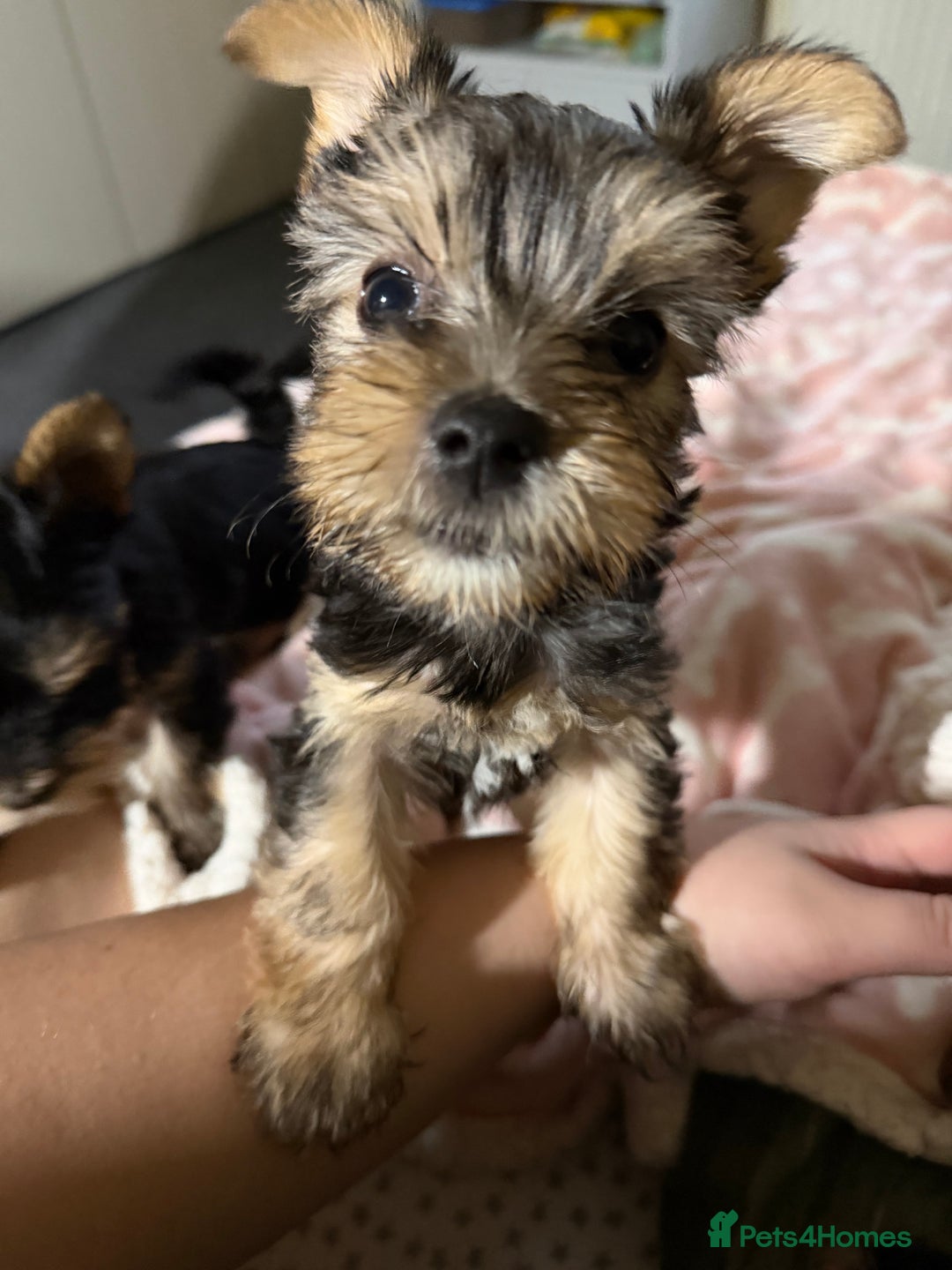 Yorkshire Terrier dogs for sale: Three beautiful Yorkshire Terrier girls for sale - Advert 8