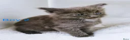 Maine Coon cats for sale: DNA health tested blue maine coon kittens - Advert 26