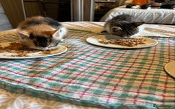 British Shorthair cats for sale: Kittens for sale  - Image 3