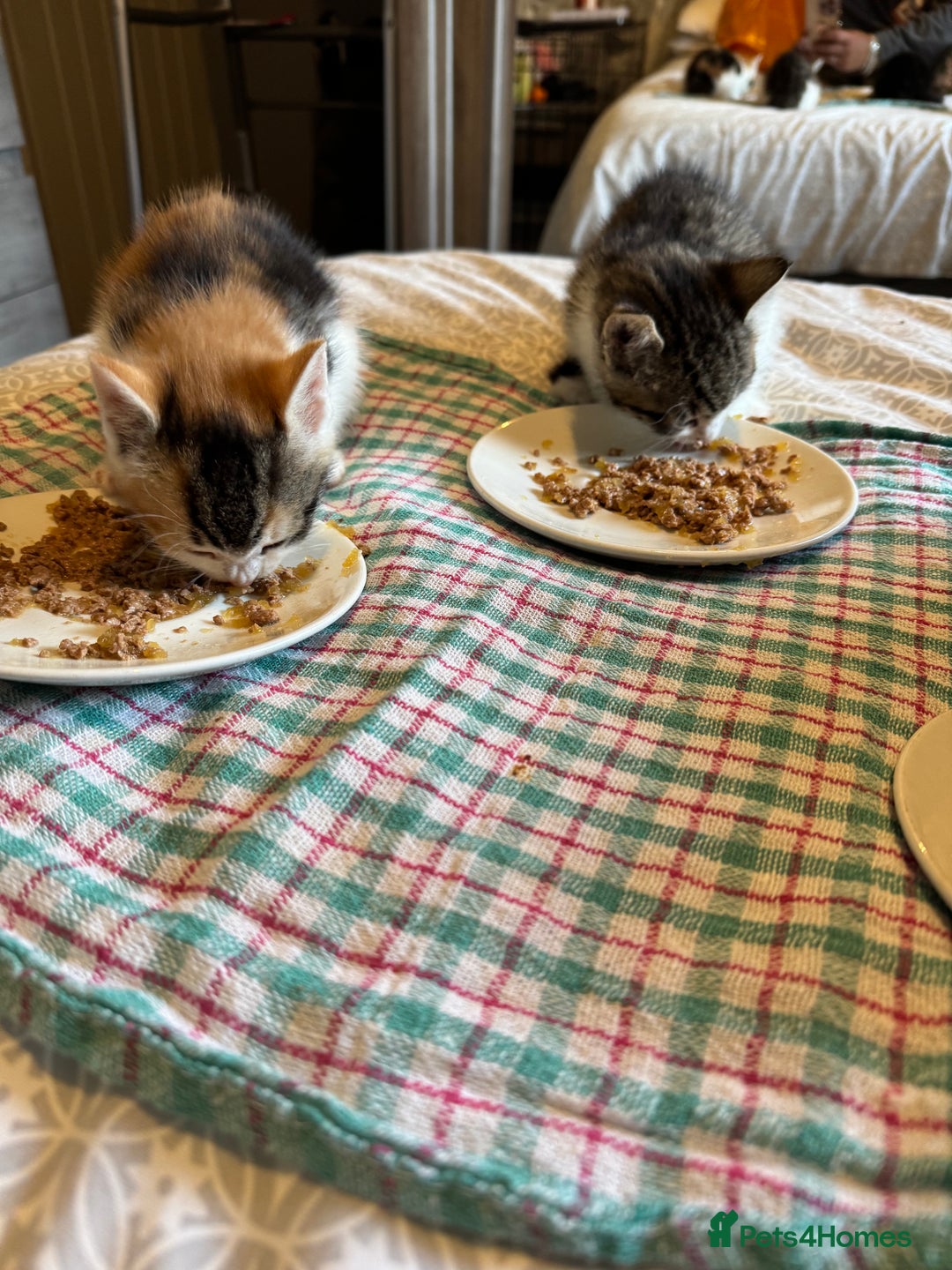 British Shorthair cats for sale: Kittens for sale  - Image 3