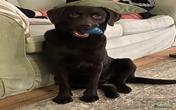 Labrador Retriever dogs for sale: Female Chocolate Labrador - Advert 8