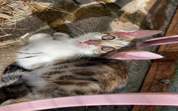 Bengal cats for sale: MIXED BENGAL KITTENS - Image 18