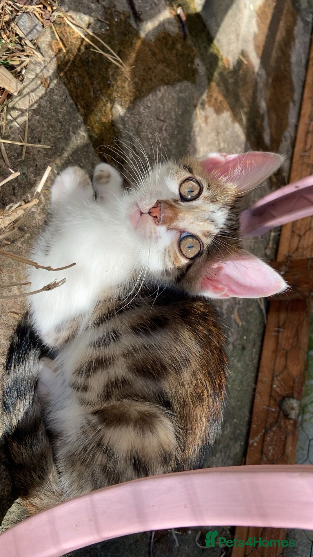Bengal cats for sale: MIXED BENGAL KITTENS - Image 18