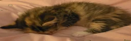 Mixed Breed cats for sale: 1/4 Maine coon kittens in Wolverhampton - Advert 3