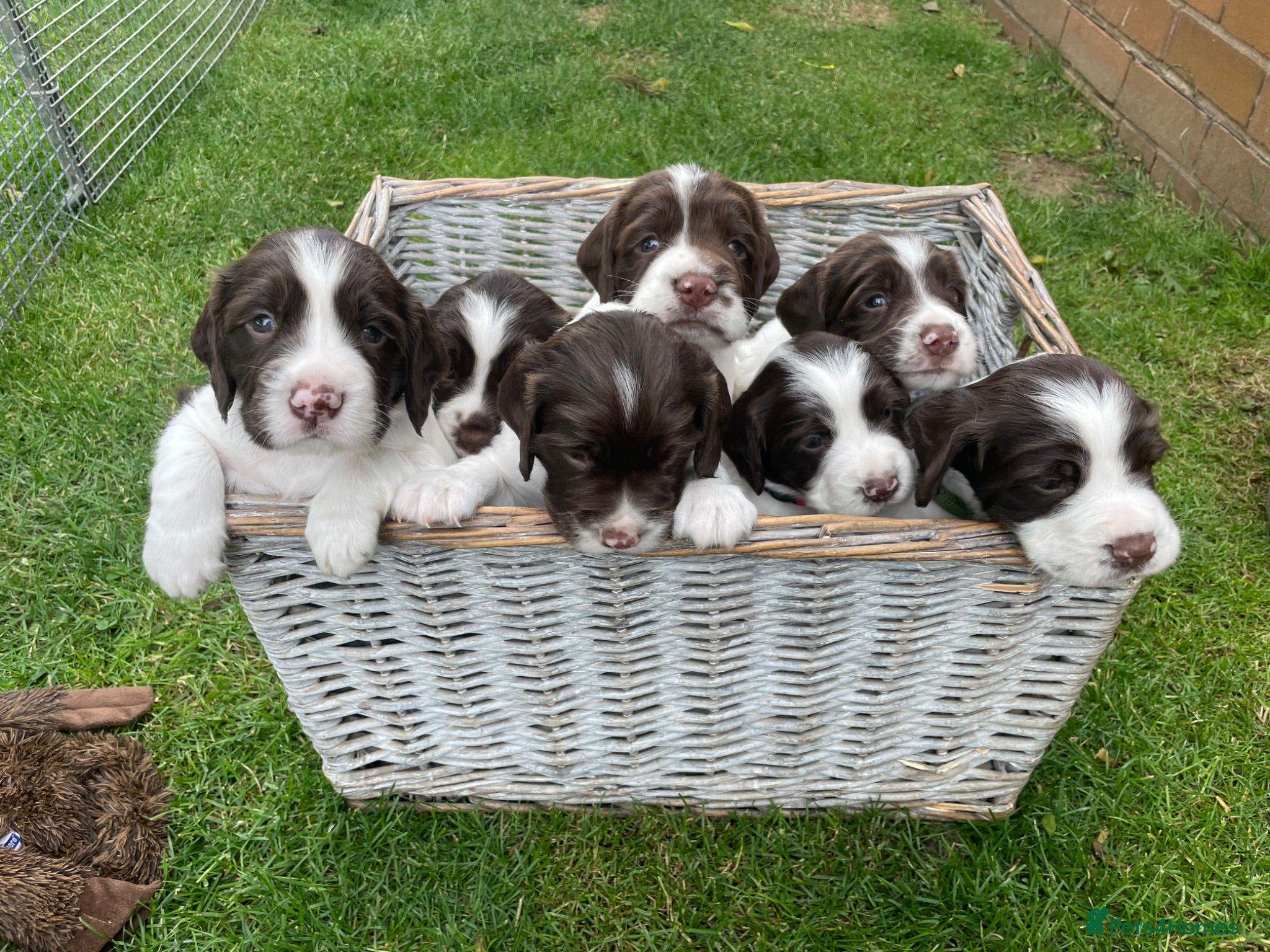 English Springer Spaniel dogs Quality KC registered ESS. Health screened. - Advert 1
