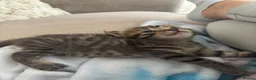 Mixed Breed cats for sale: 5 beautiful kittens for new homes - Advert 6
