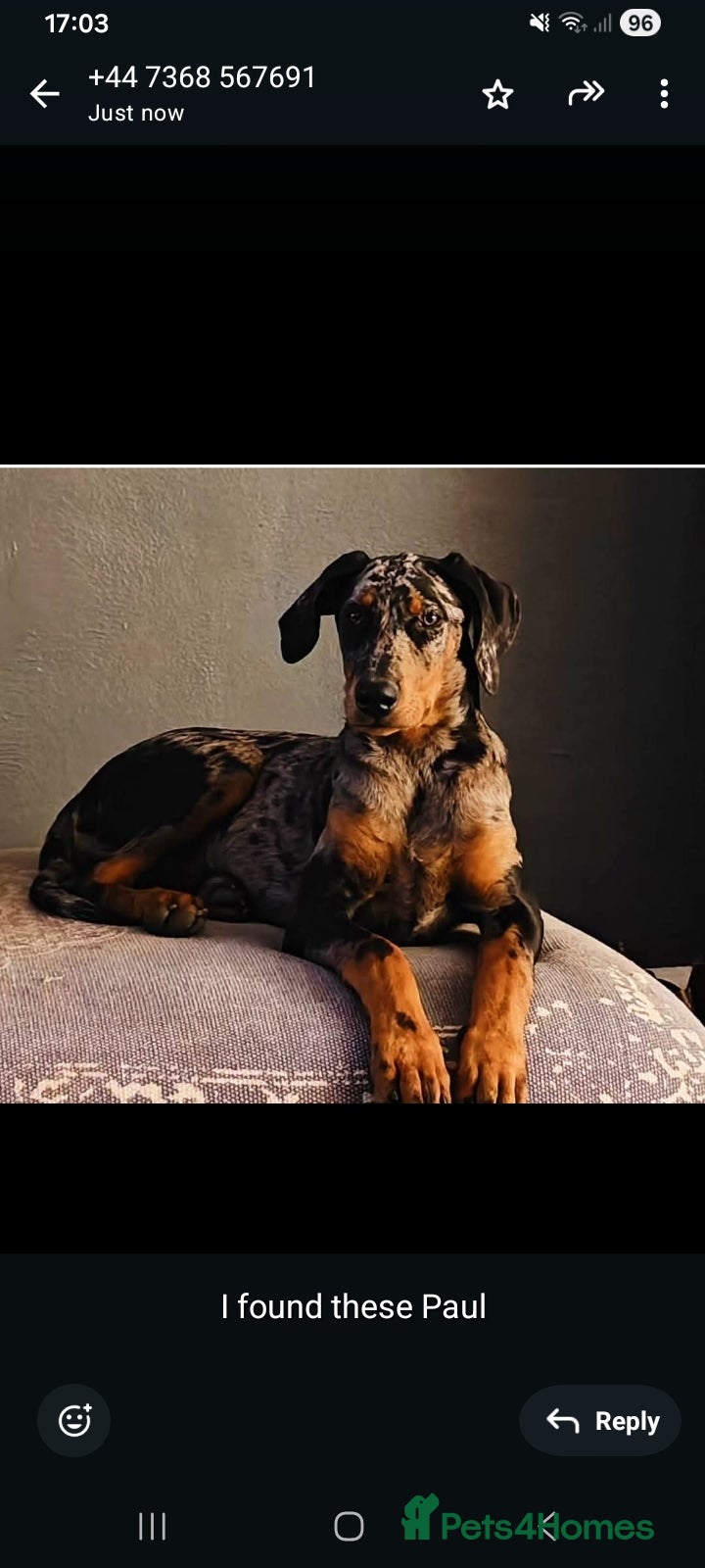 Mixed Breed dogs Champ KC registered Doberman & Bauceron puppies. - Advert 1