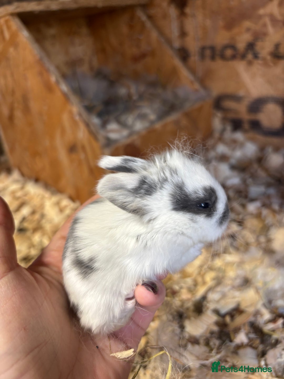Mini Lop rabbits for sale: White & Grey Mini Lops - Advert 2