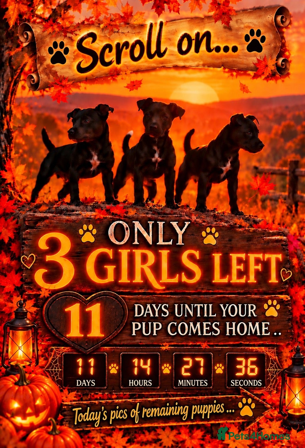 Patterdale Terrier dogs Stunning spooktacular Patterdale puppies  - Advert 3