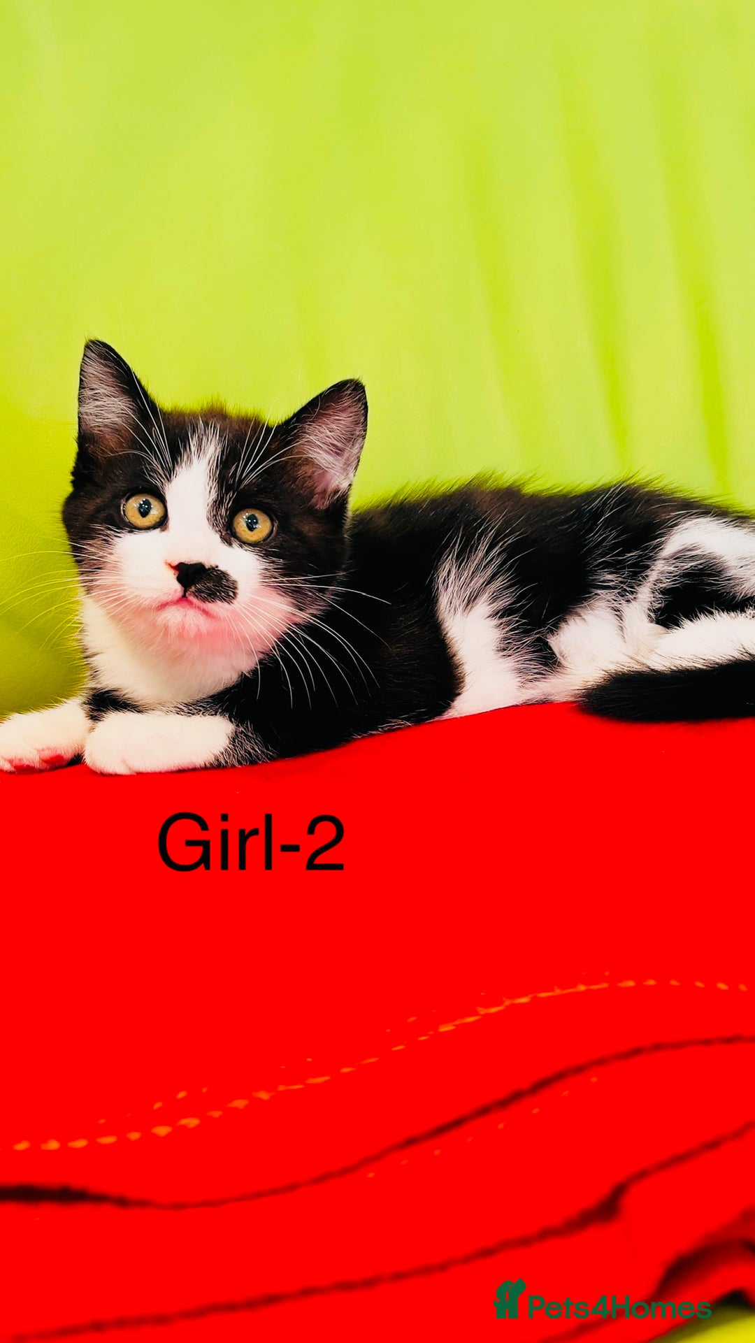 Mixed Breed cats for sale: Beautiful ,clever ,healthy village Kittens - Image 13