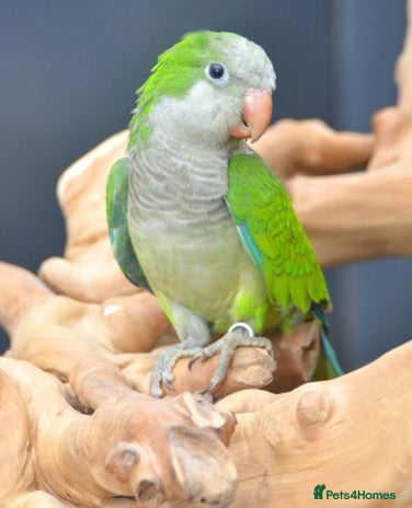 Parrots birds - Advert 16