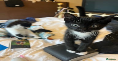 Mixed Breed cats - Advert 12