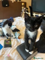 Mixed Breed cats - Advert 2