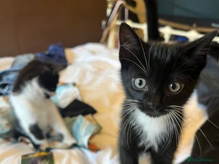 Mixed Breed cats - Advert 2