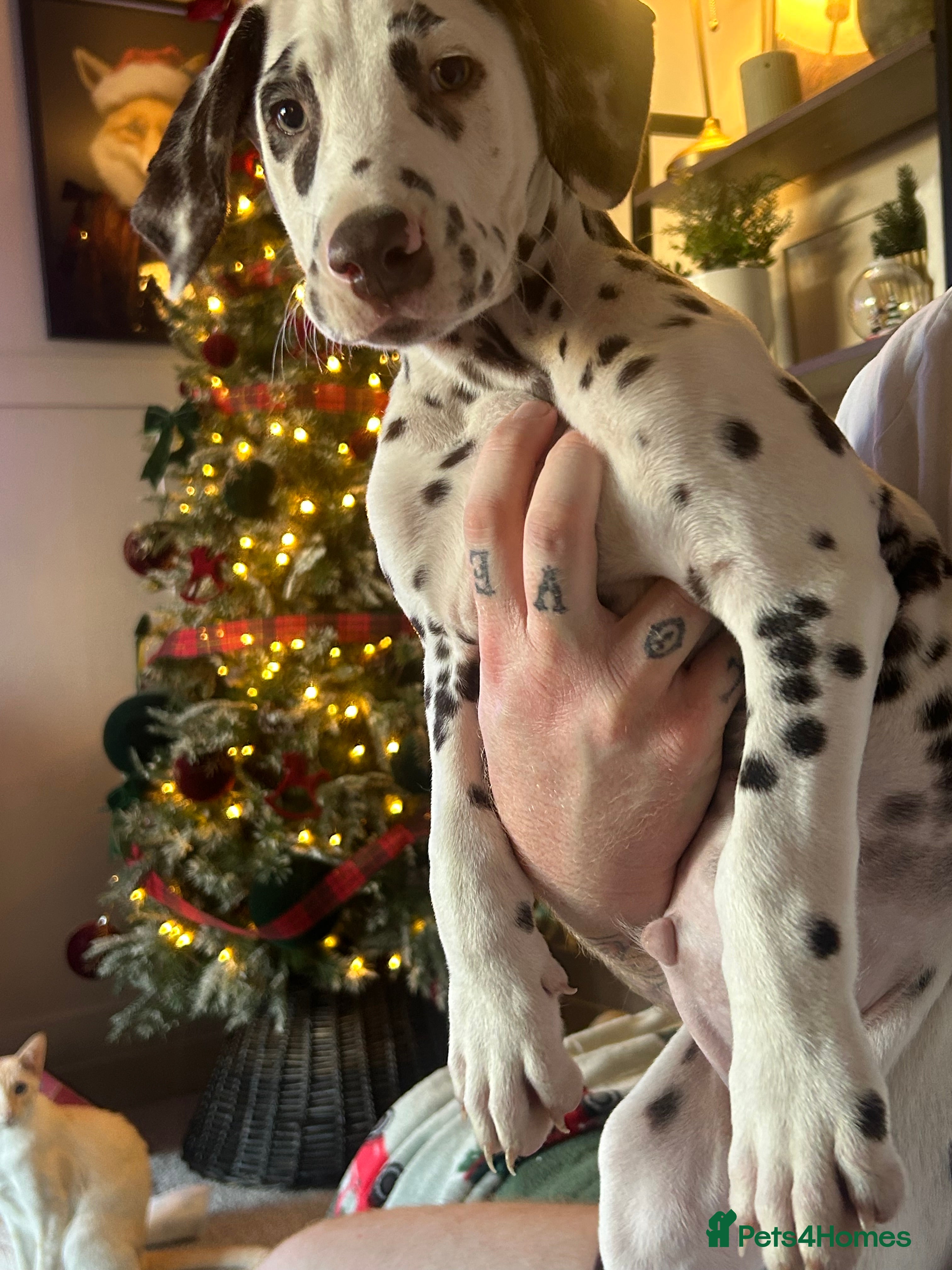 Dalmatian dogs KC Registered Dalmatian Puppies  - Advert 4