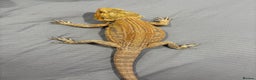 Bearded Dragon reptiles for sale: Citrus leatherback Bearded dragon - Advert 3