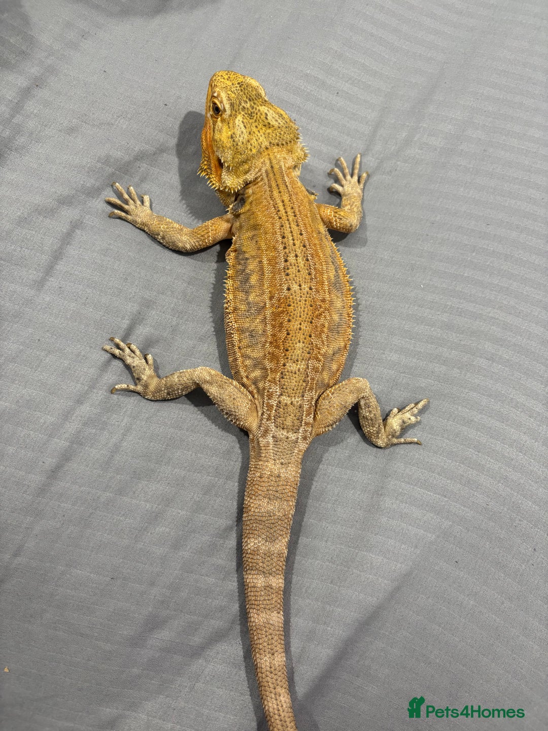 Bearded Dragon reptiles for sale: Citrus leatherback Bearded dragon - Advert 3